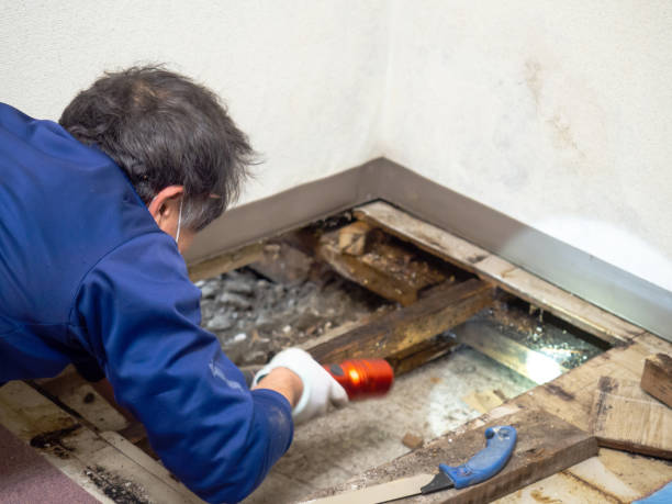 Certified Mold Removal in Highland Springs, VA