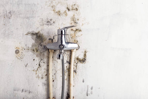 Best Home Mold Removal  in Highland Springs, VA