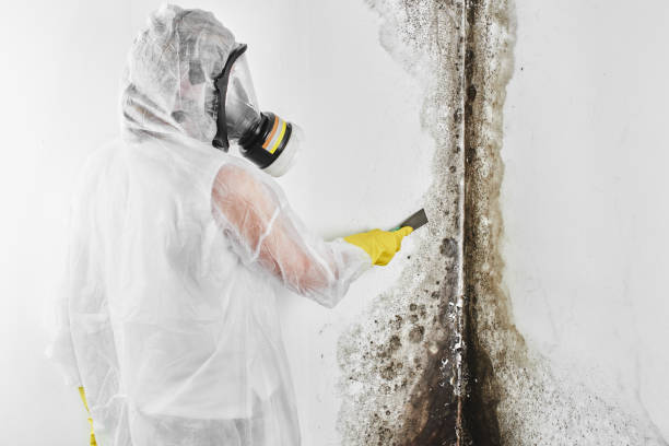 Highland Springs, VA Mold Removal Company