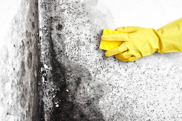  Highland Springs, VA Mold Removal Pros