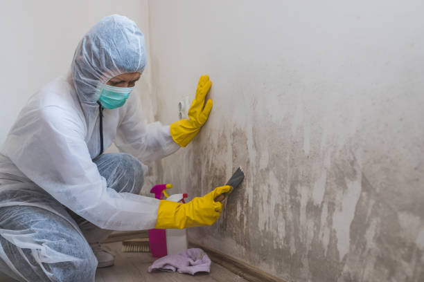 Best Attic Mold Removal  in Highland Springs, VA