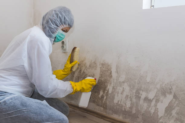 Best Commercial Mold Removal  in Highland Springs, VA