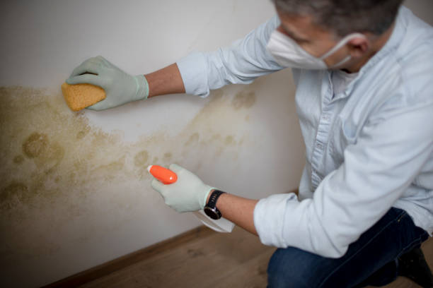 Best Mold Removal Near Me  in Highland Springs, VA
