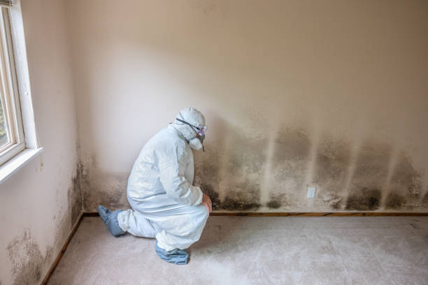 Best Mold Removal Company Near Me  in Highland Springs, VA