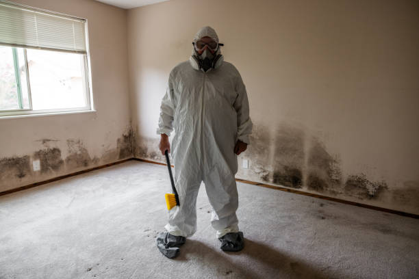 Attic Mold Removal in Highland Springs, VA
