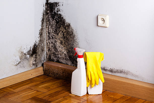 Best Mold Damage Repair  in Highland Springs, VA