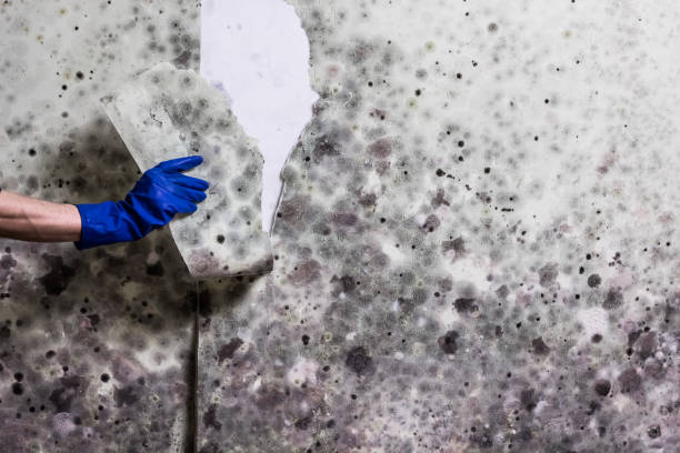 Best Black Mold Removal  in Highland Springs, VA